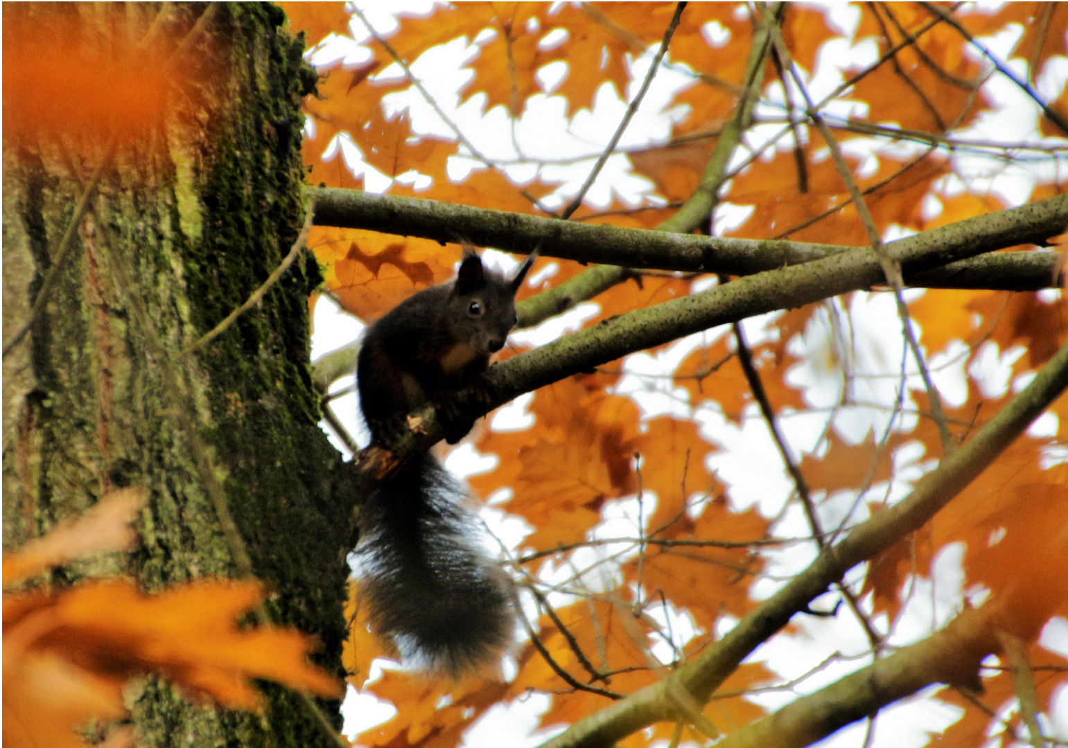 Eichhörnchen