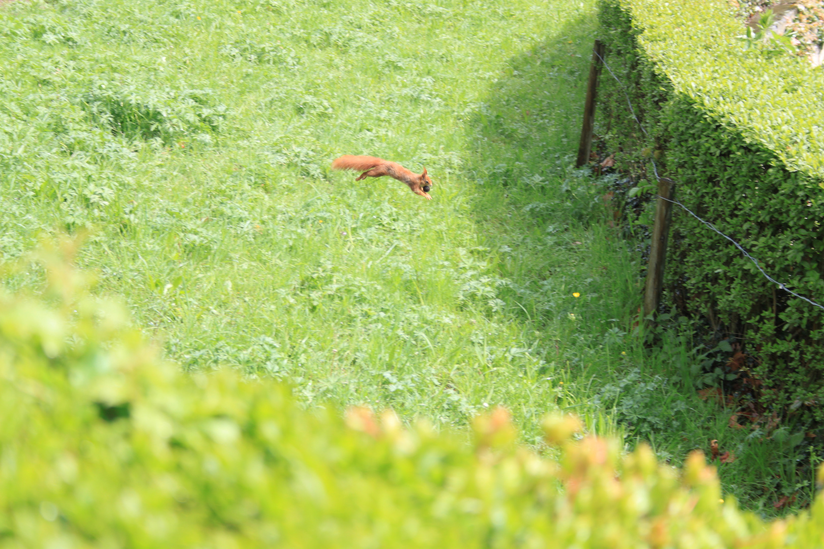 Eichhörnchen