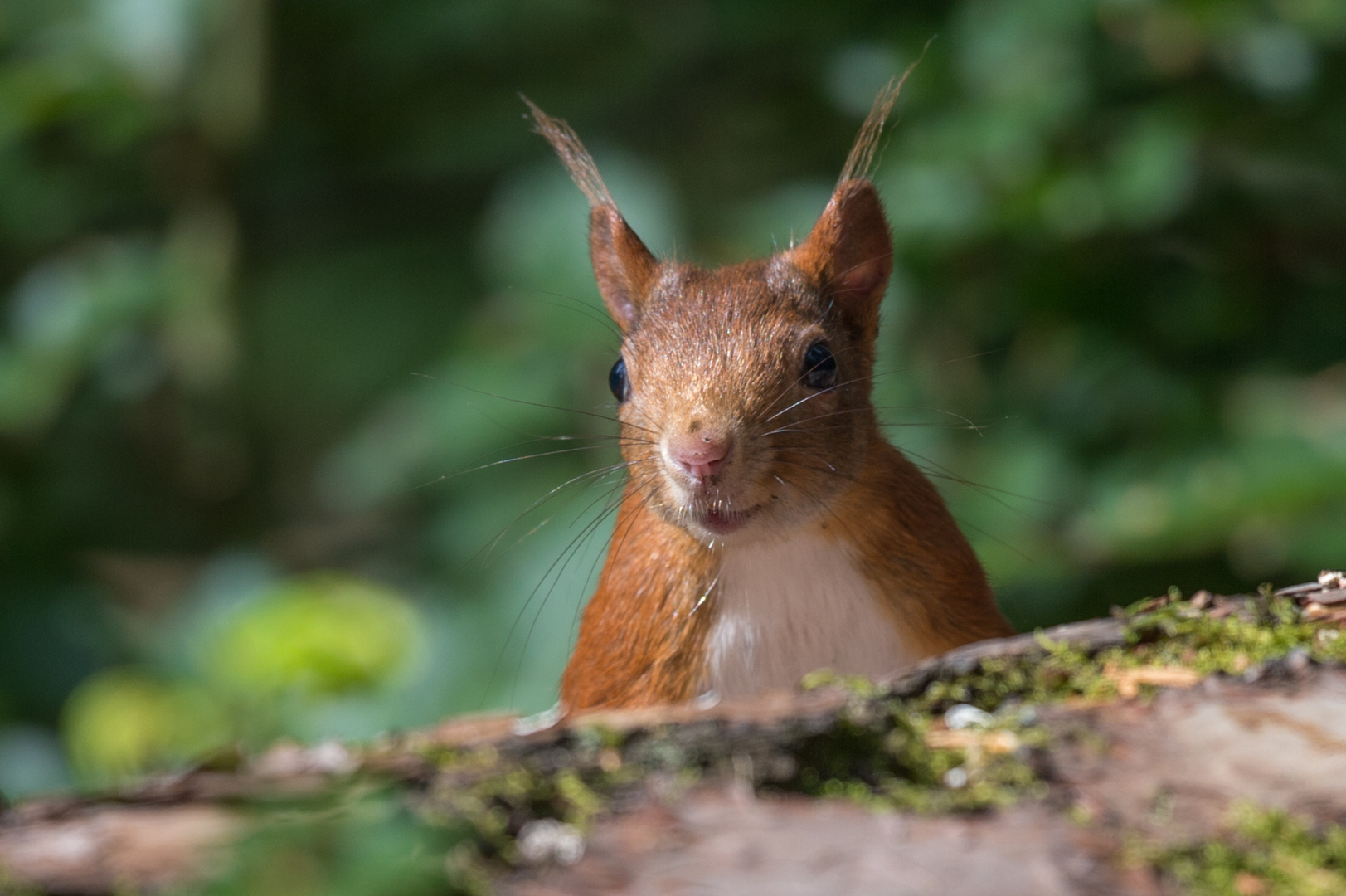 Eichhörnchen