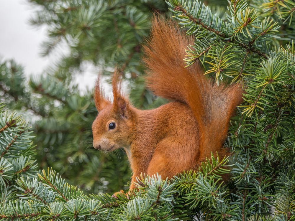 Eichhörnchen