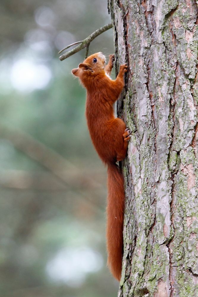 Eichhörnchen