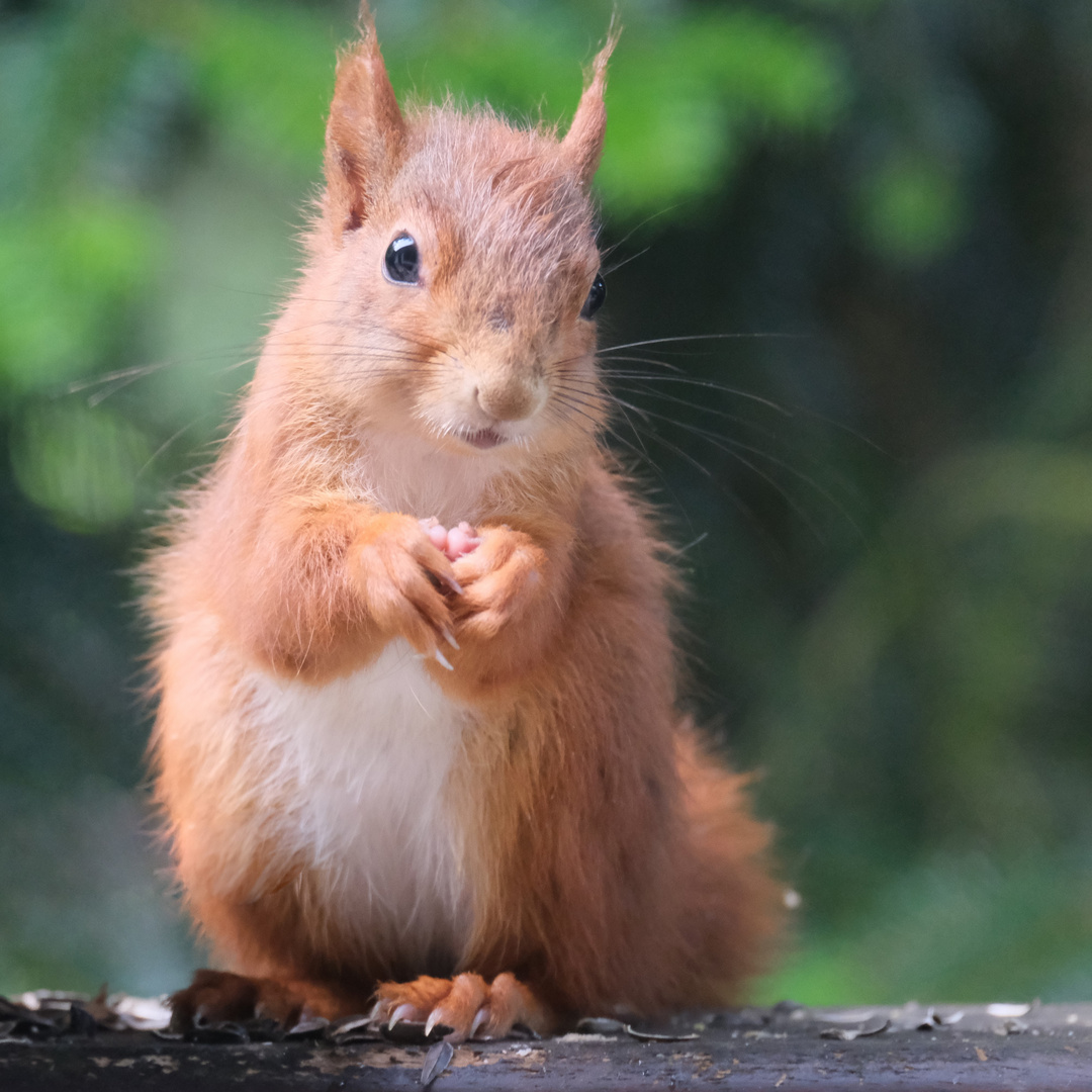 Eichhörnchen