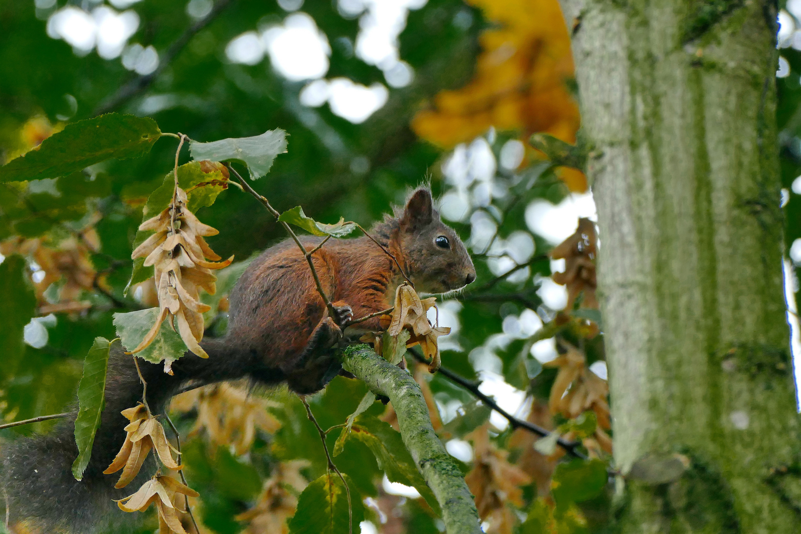 Eichhörnchen