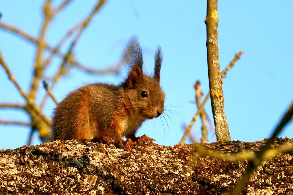 Eichhörnchen