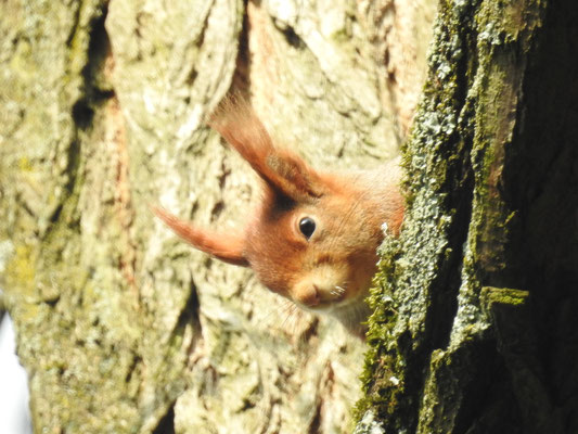 Eichhörnchen