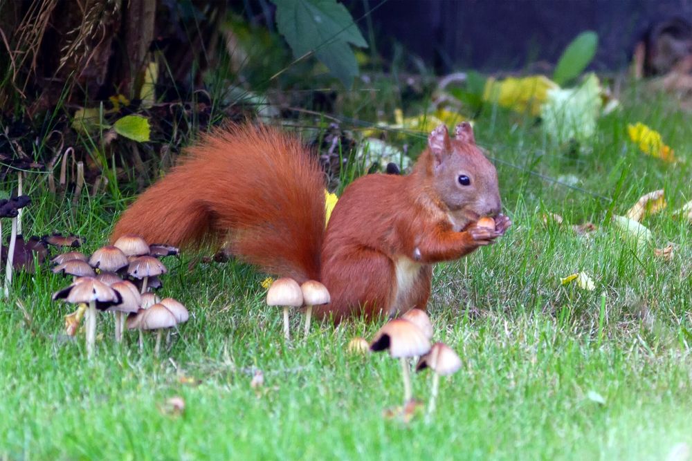 Eichhörnchen