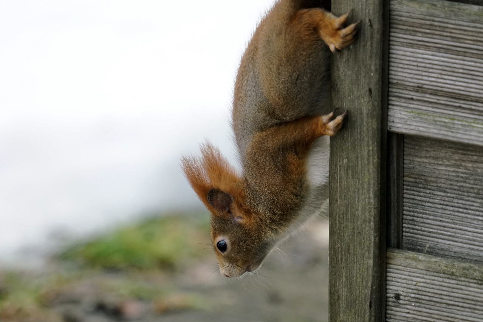 Eichhörnchen