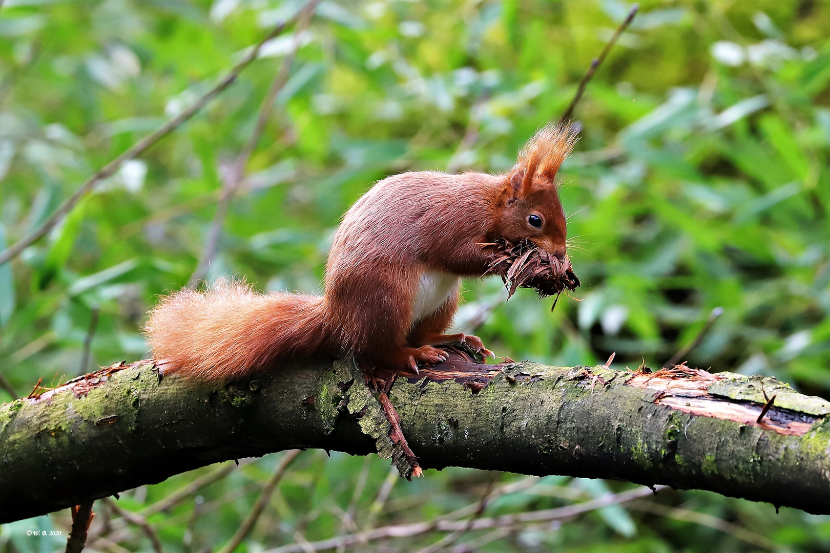 Eichhörnchen.