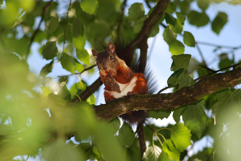 Eichhörnchen