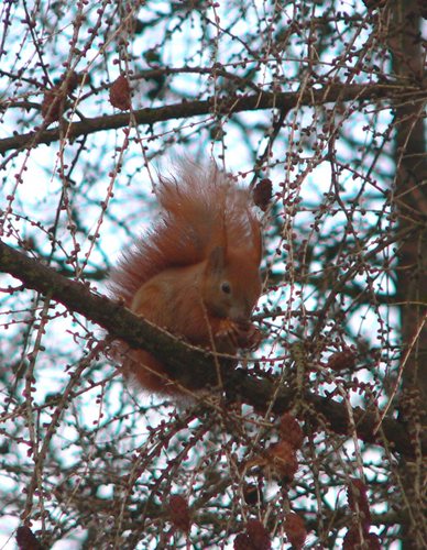 Eichhörnchen