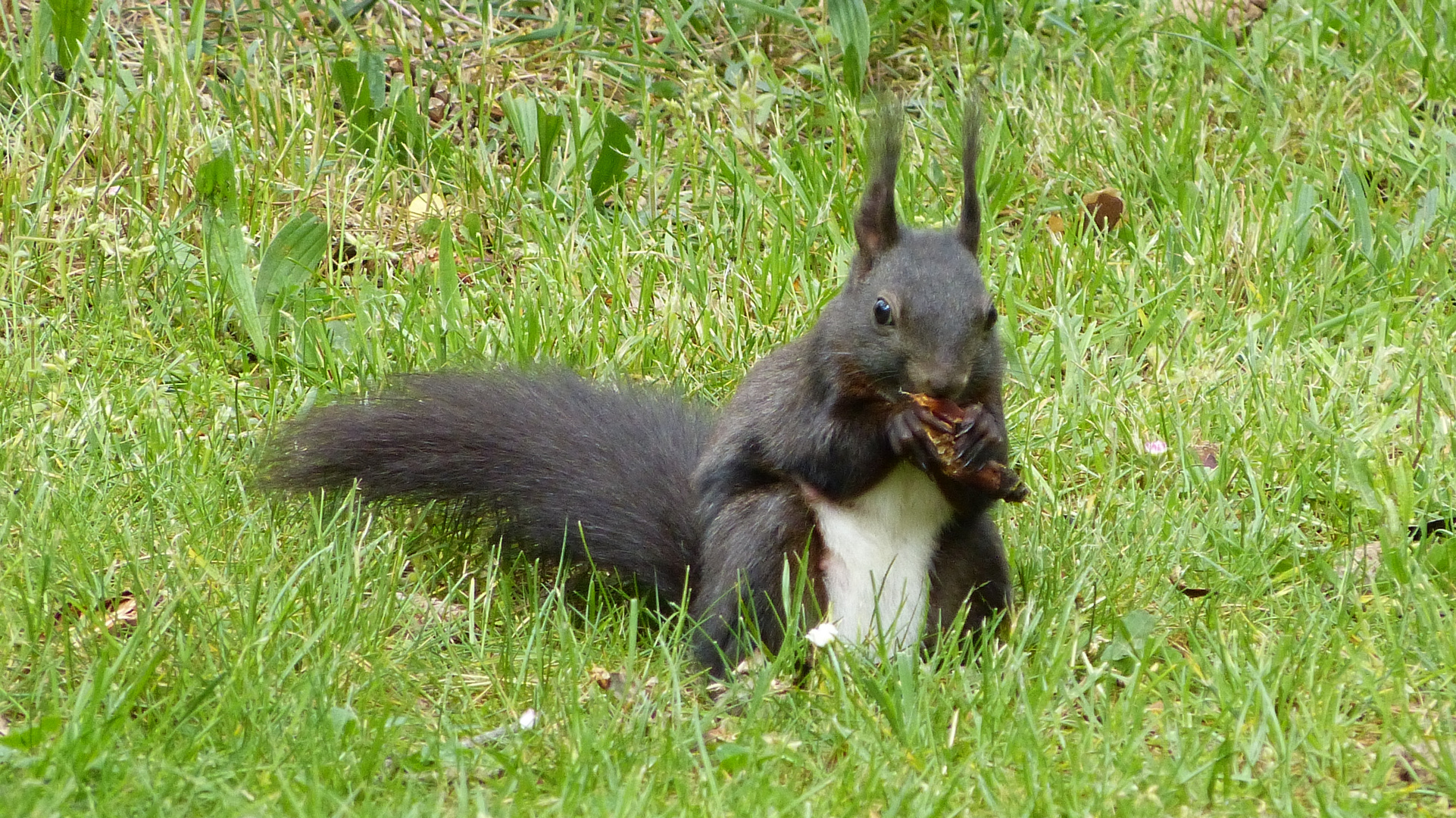 Eichhörnchen 