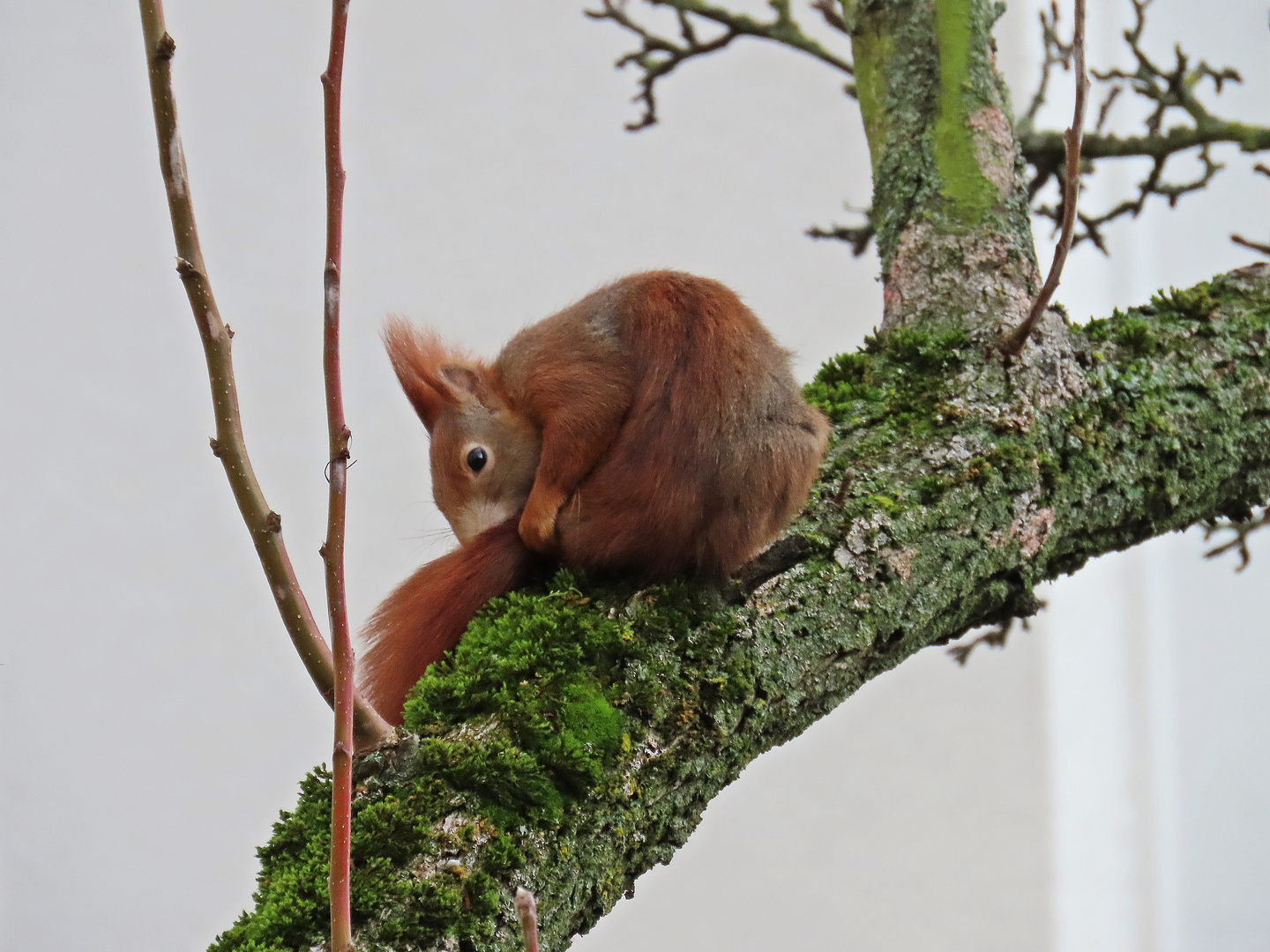 Eichhörnchen