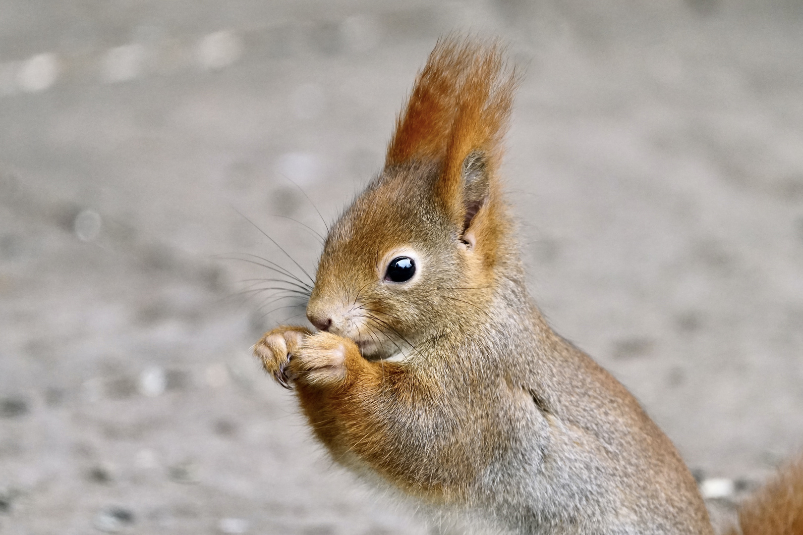 Eichhörnchen