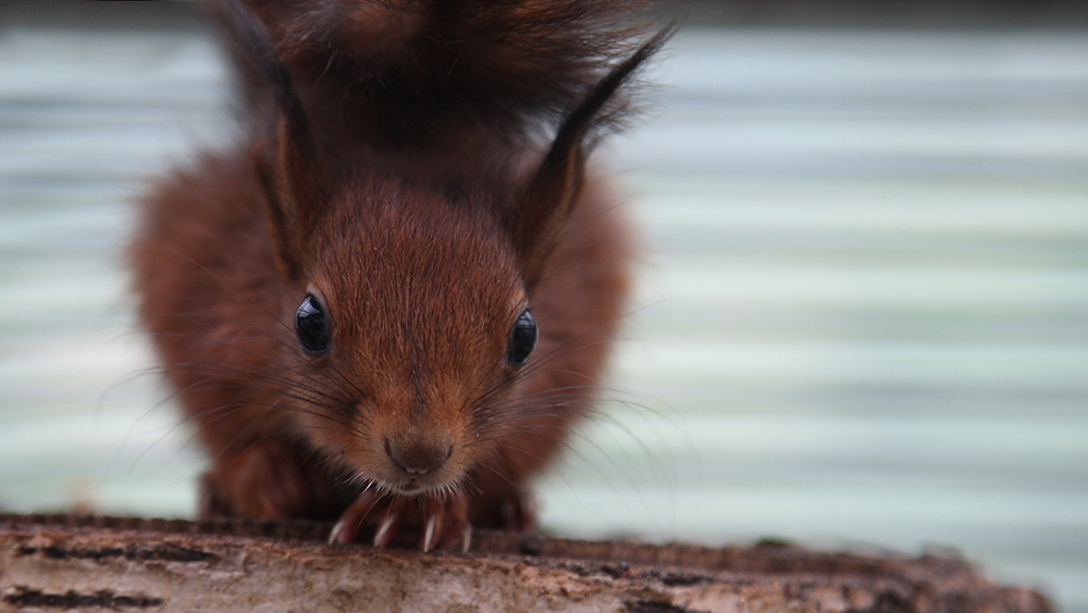 eichhörnchen