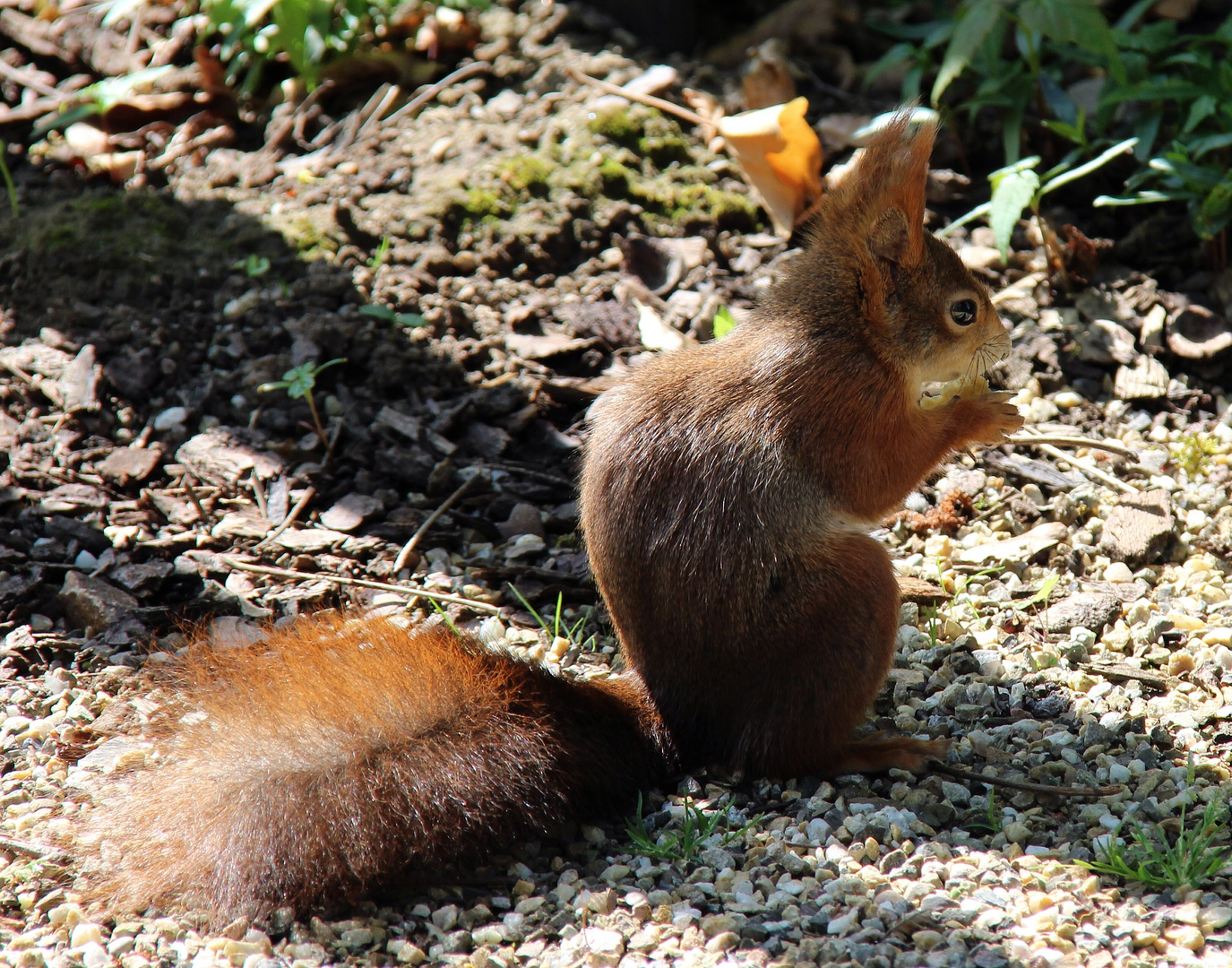 Eichhörnchen