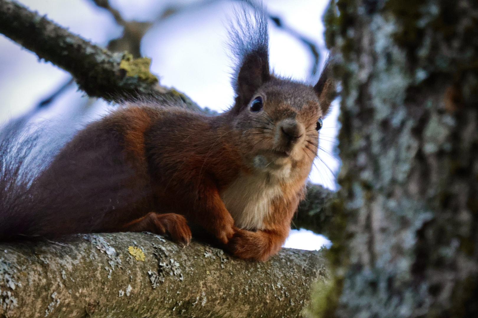 Eichhörnchen