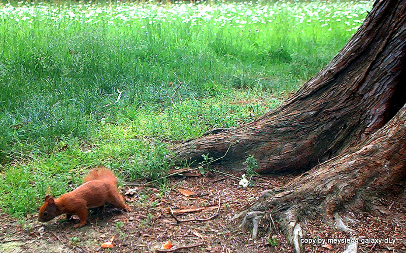 Eichhörnchen