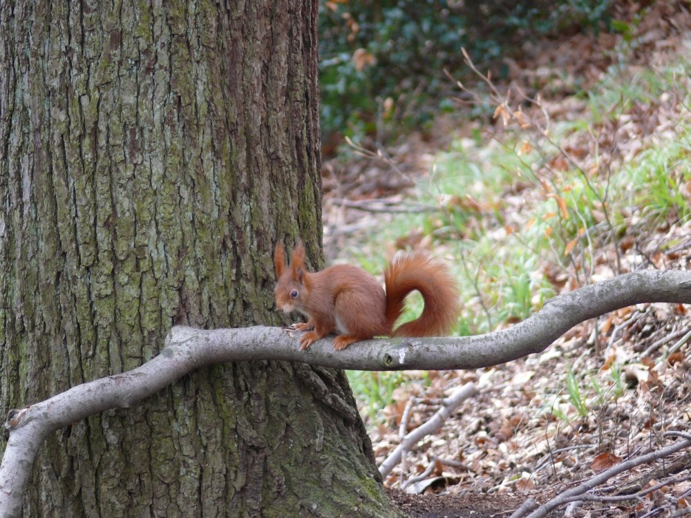 Eichhörnchen