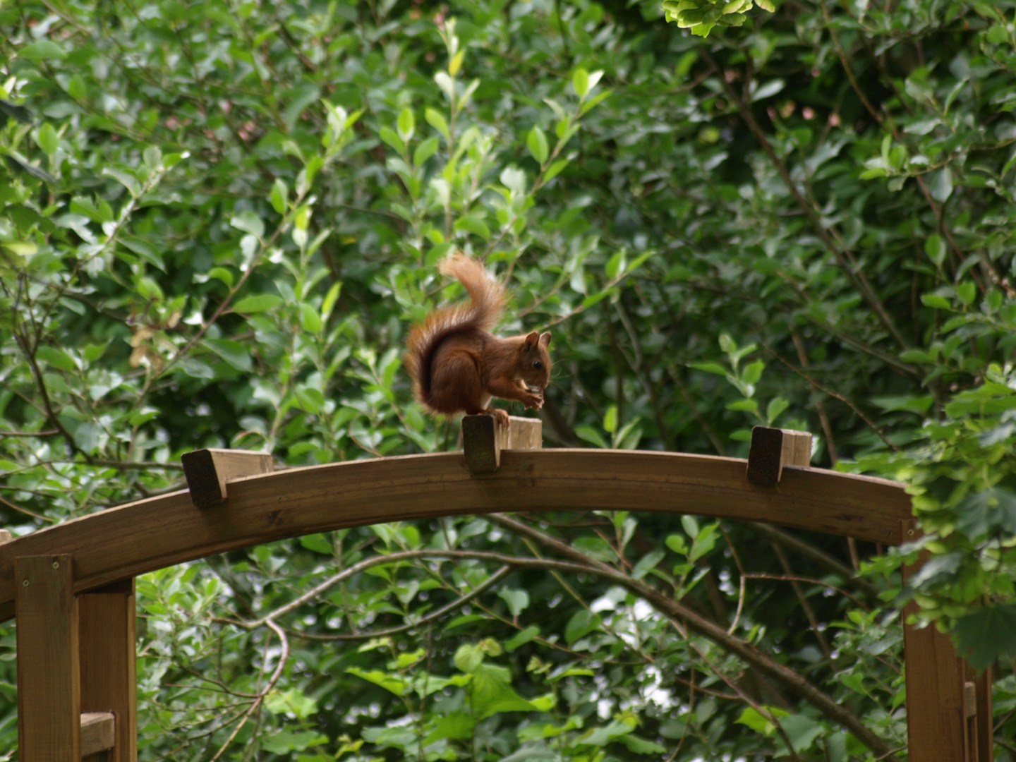 Eichhörnchen