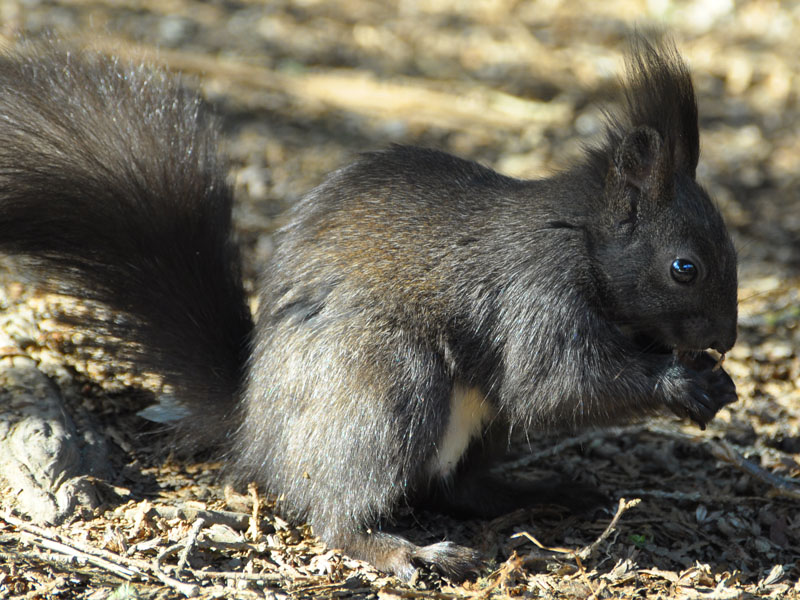 Eichhörnchen