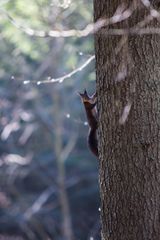 Eichhörnchen