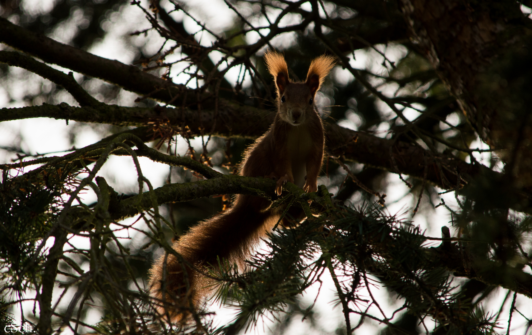 Eichhörnchen