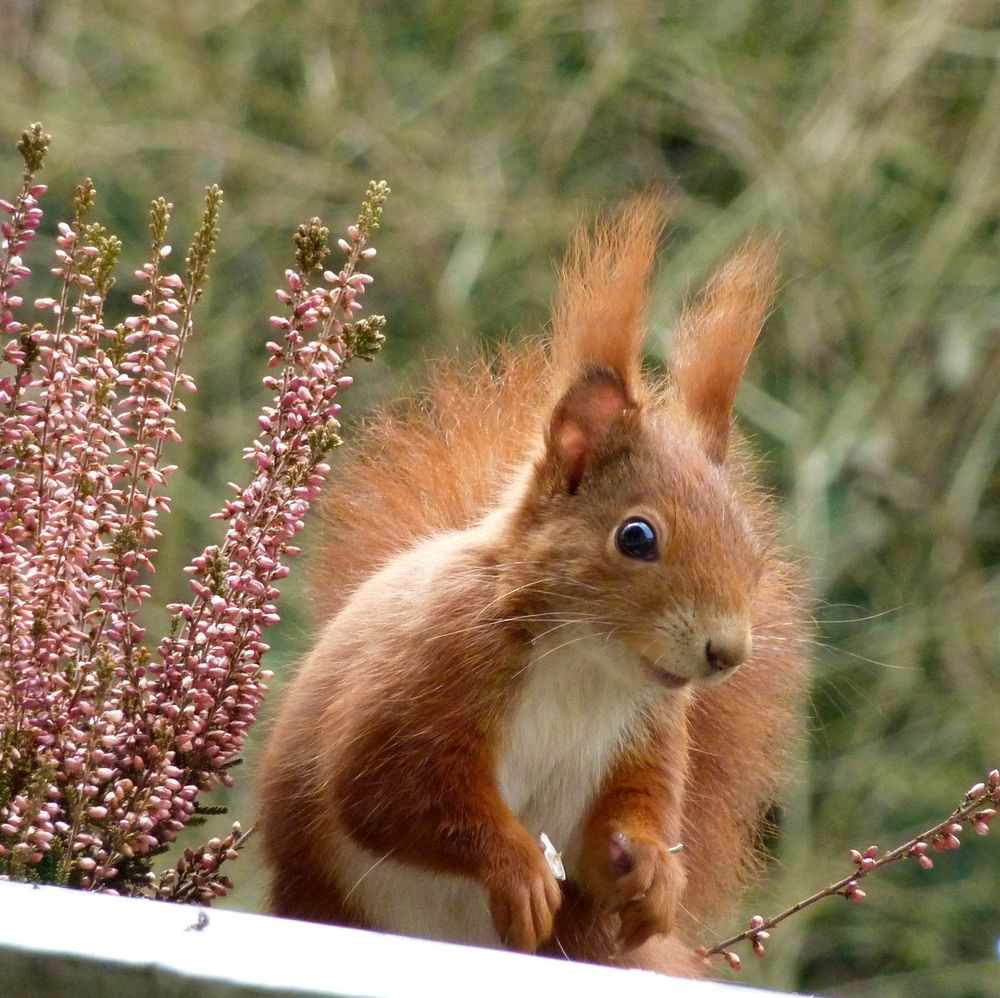 Eichhörnchen Foto & Bild | tiere, wildlife, wildlife: sonstige tiere