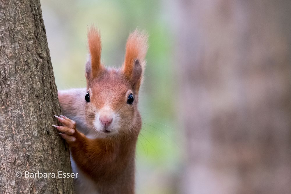 Eichhörnchen