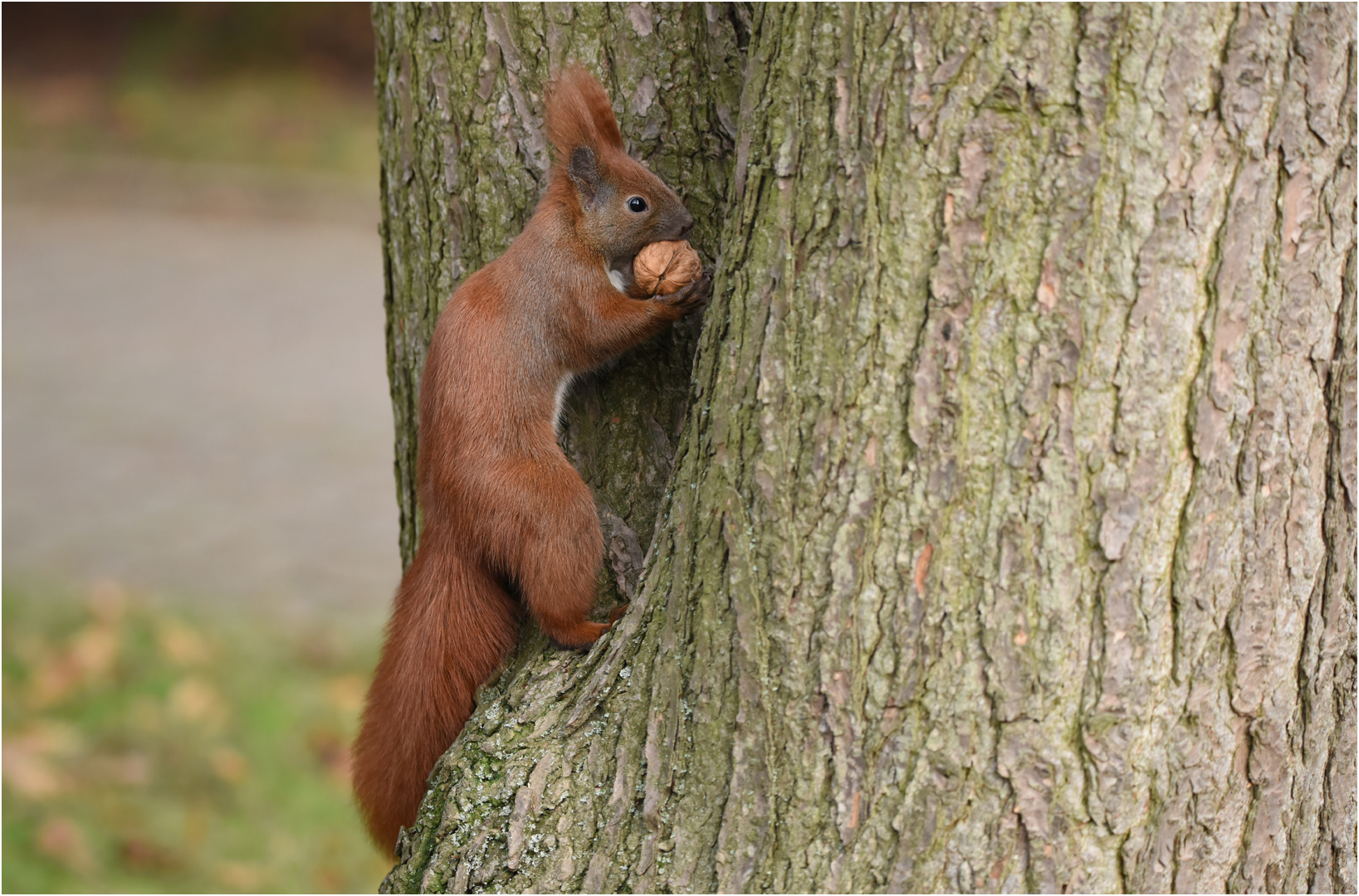 Eichhörnchen