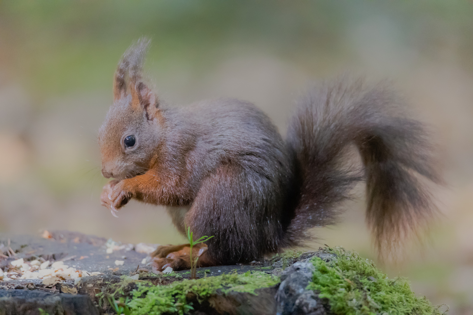 Eichhörnchen