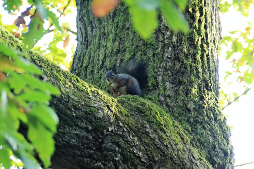 Eichhörnchen