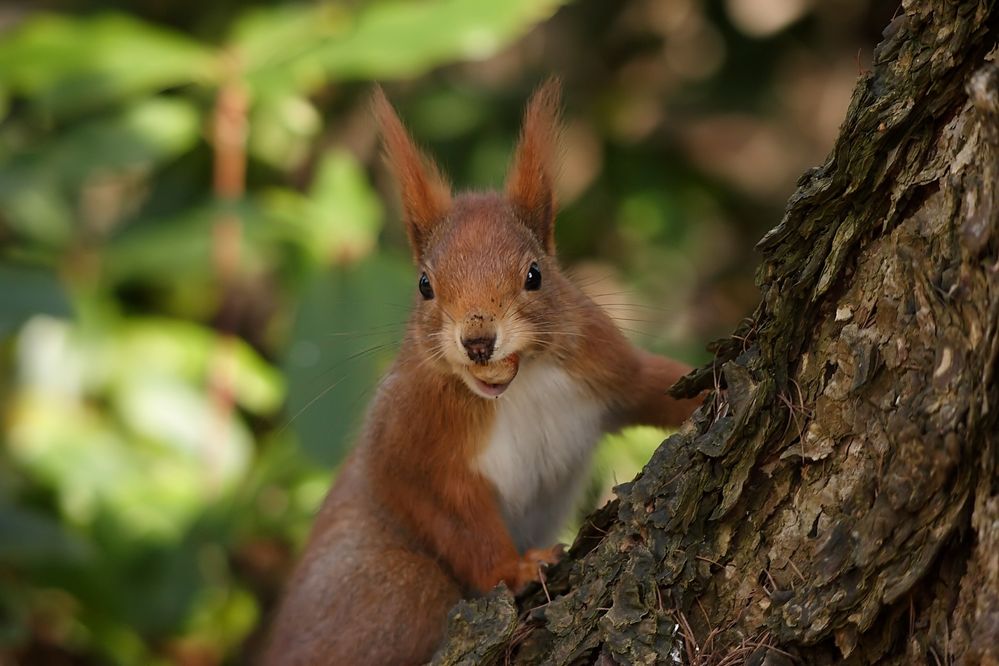 Eichhörnchen