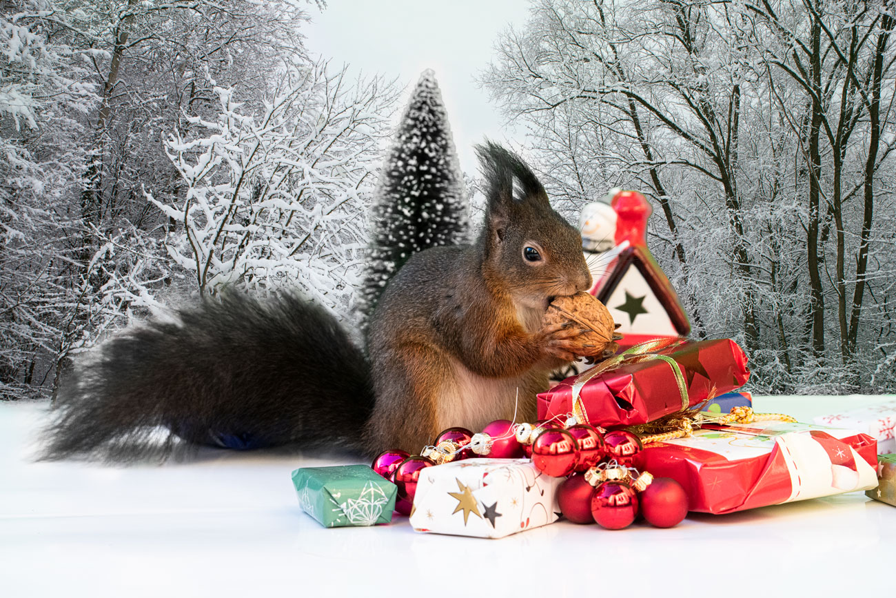 Eichhörnchen feiert Weihnachten