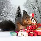 Eichhörnchen feiert Weihnachten