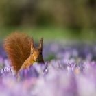 Eichhörnchen Fips: "Ich liebe die Farbe Lila."