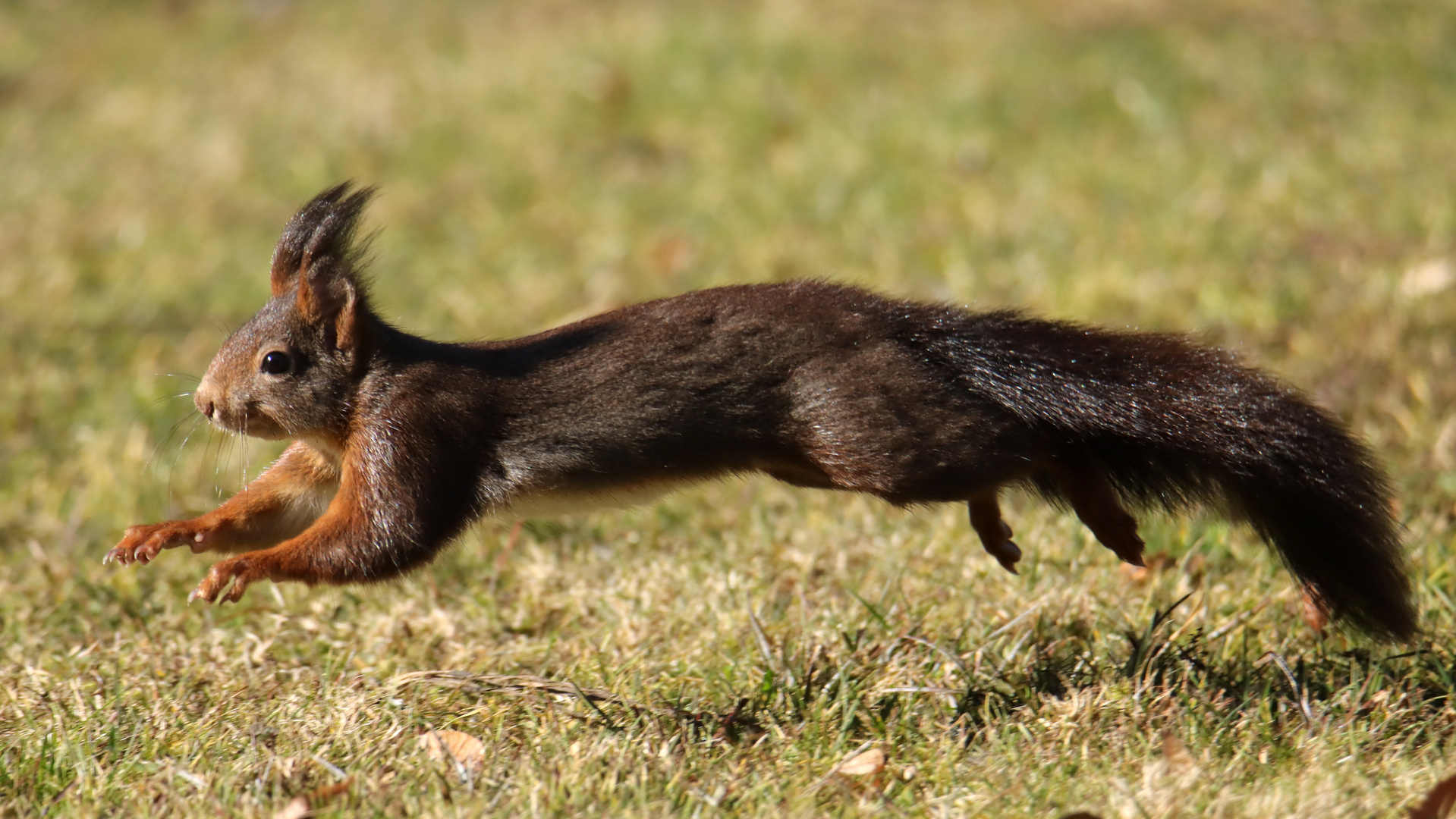 Eichhörnchen fliegend