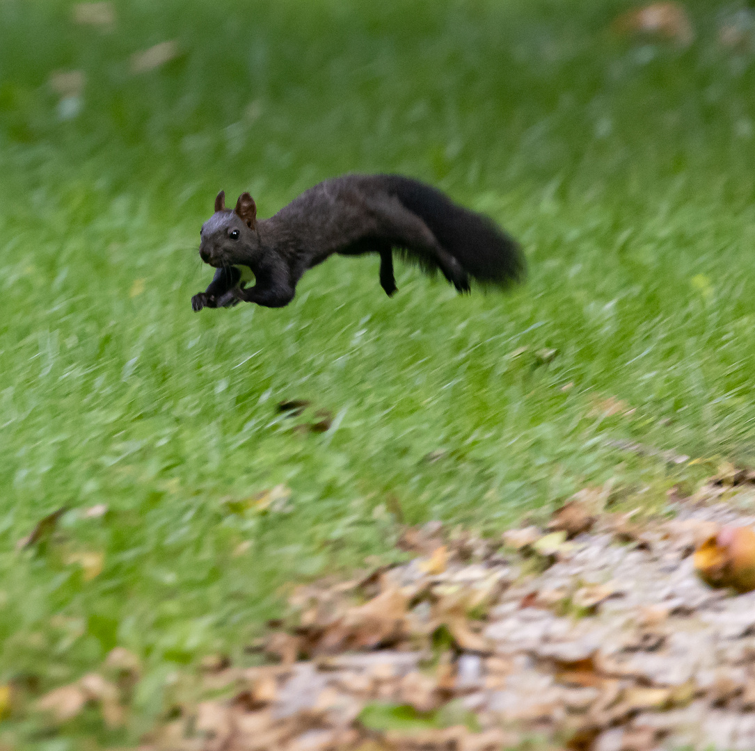 Eichhörnchen fliegt und siegt