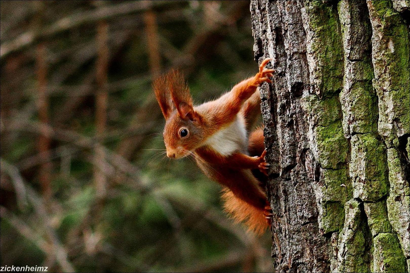 Eichhörnchen flirtet