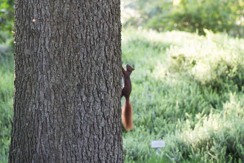 Eichhörnchen flitzt den Baum herauf