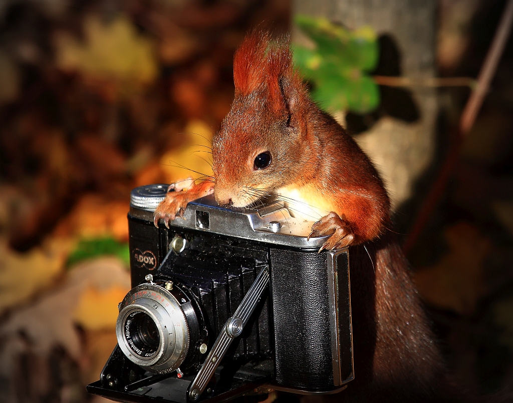 Eichhörnchen Fotograf