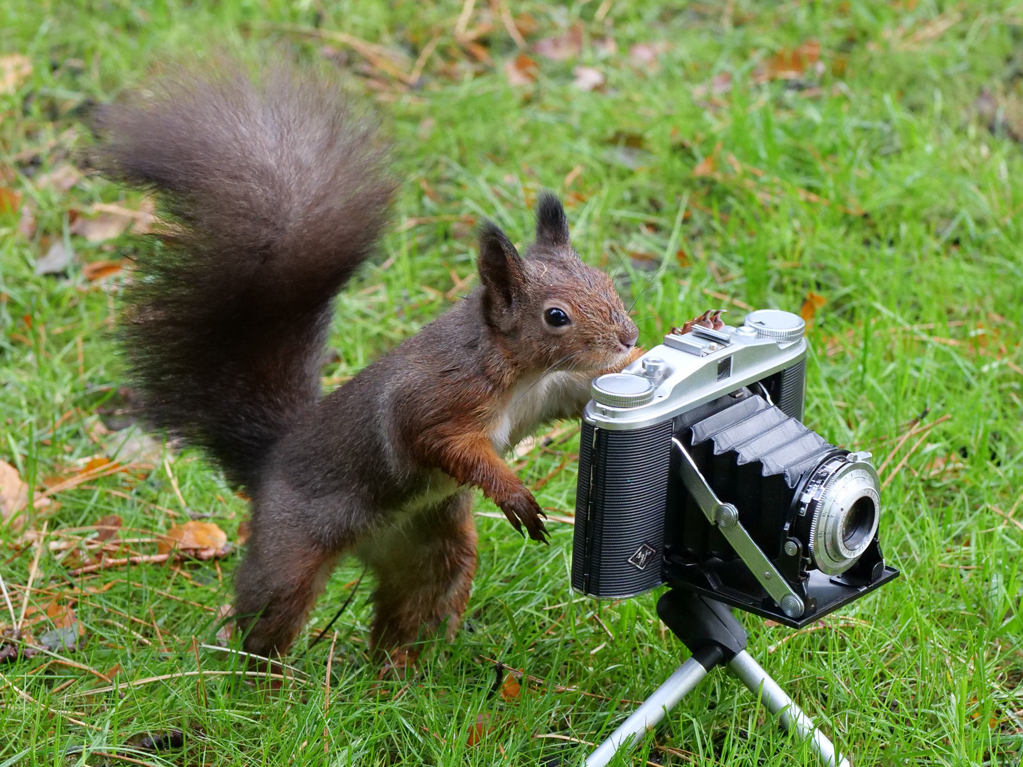 Eichhörnchen fotografiert 1