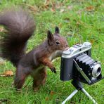 Eichhörnchen fotografiert 1