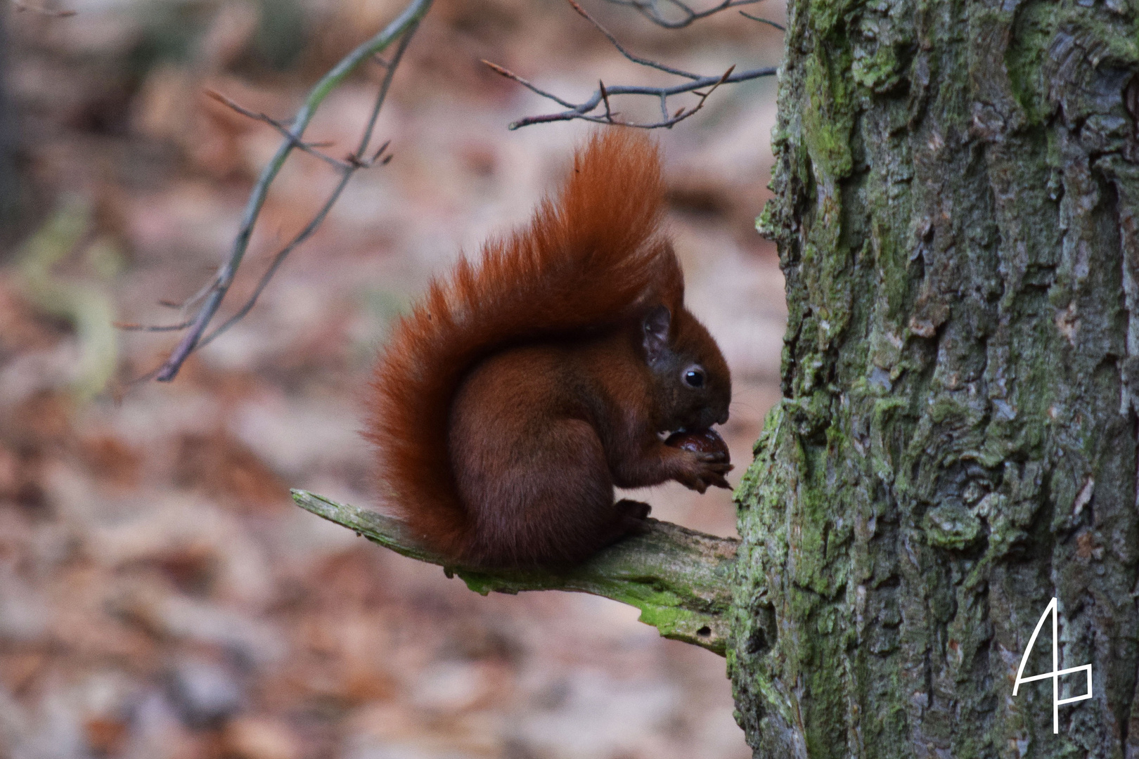 Eichhörnchen fressend auf Ast