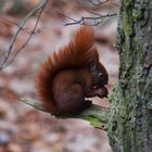 Eichhörnchen fressend auf Ast