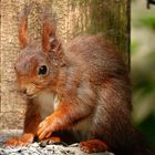 EICHHÖRNCHEN - Freude über zusätzliches Futter