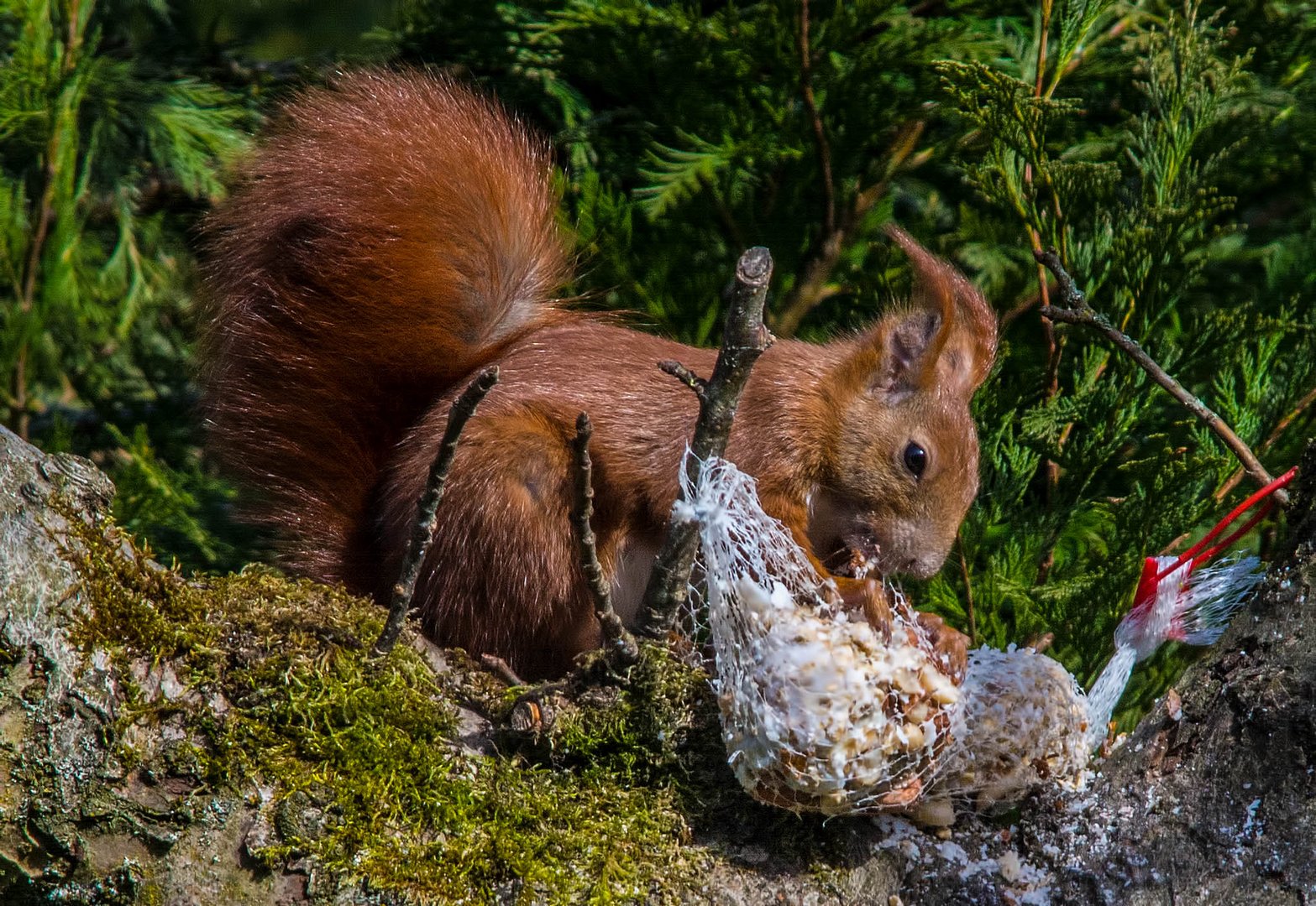 Eichhörnchen Fridolin