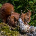 Eichhörnchen Fridolin