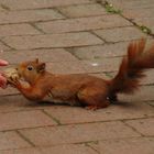 Eichhörnchen "Fridolin" bei Übergabe einer Walnuss