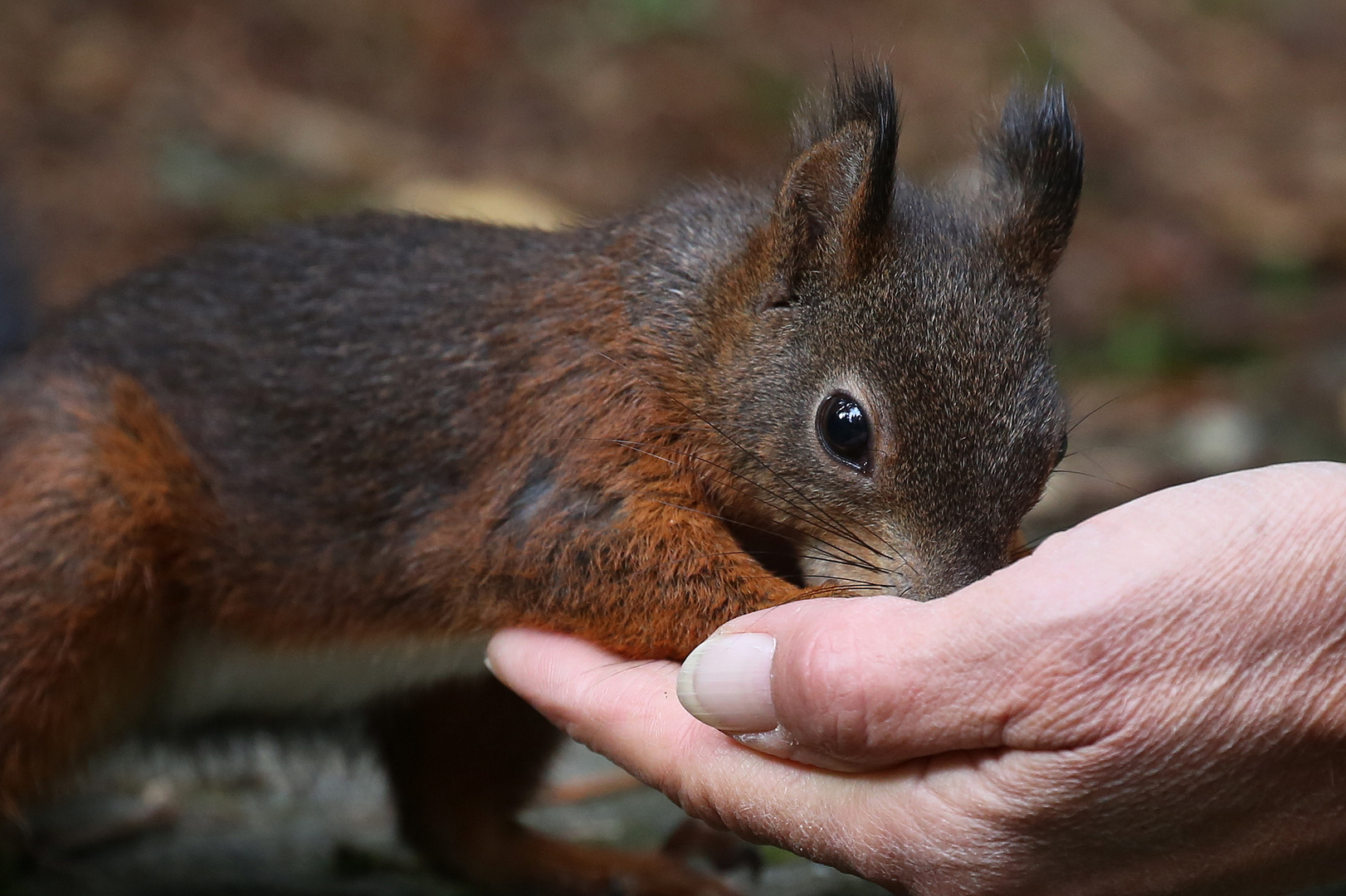 Eichhörnchen frißt aus der Hand.