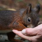 Eichhörnchen frißt aus der Hand.